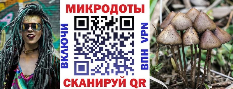 Псилоцибиновые грибы Psilocybe  Купить где  Подольск 